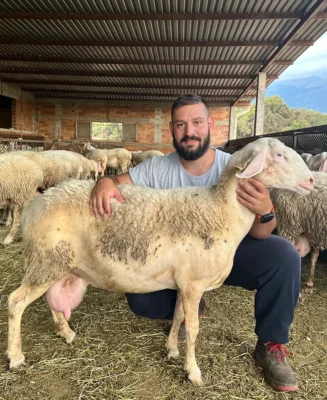 Πρόβατα Assaf πώληση 8